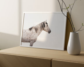 Courage- Wild Stallion Color Photograph