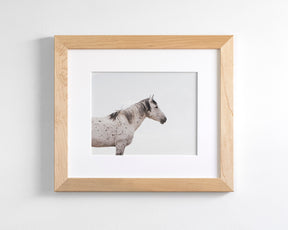 Courage- Wild Stallion Color Photograph