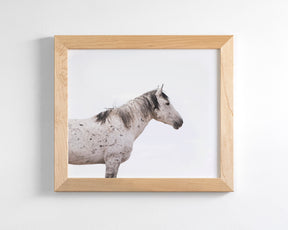 Courage- Wild Stallion Color Photograph