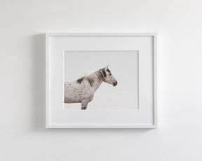Courage- Wild Stallion Color Photograph