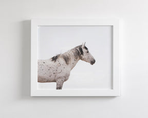 Courage- Wild Stallion Color Photograph