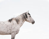 Courage- Wild Stallion Color Photograph