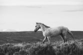 Endeavor - Wild Stallion Photograph Black and White