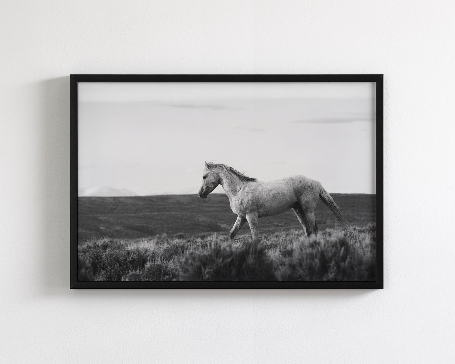 Endeavor - Wild Stallion Photograph Black and White