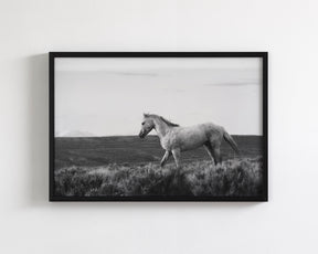 Endeavor - Wild Stallion Photograph Black and White