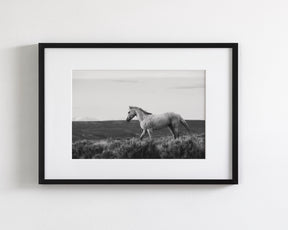 Endeavor - Wild Stallion Photograph Black and White