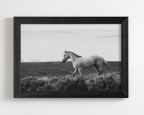 Endeavor - Wild Stallion Photograph Black and White