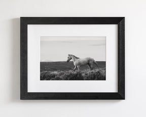 Endeavor - Wild Stallion Photograph Black and White