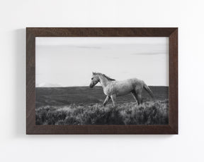 Endeavor - Wild Stallion Photograph Black and White