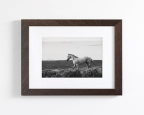 Endeavor - Wild Stallion Photograph Black and White