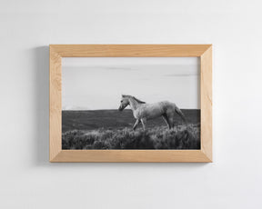 Endeavor - Wild Stallion Photograph Black and White