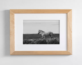 Endeavor - Wild Stallion Photograph Black and White