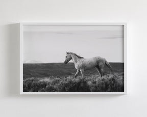 Endeavor - Wild Stallion Photograph Black and White