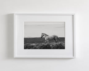 Endeavor - Wild Stallion Photograph Black and White