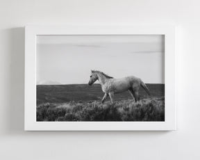 Endeavor - Wild Stallion Photograph Black and White