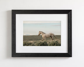 Endure- Wild Horse Color Photograph