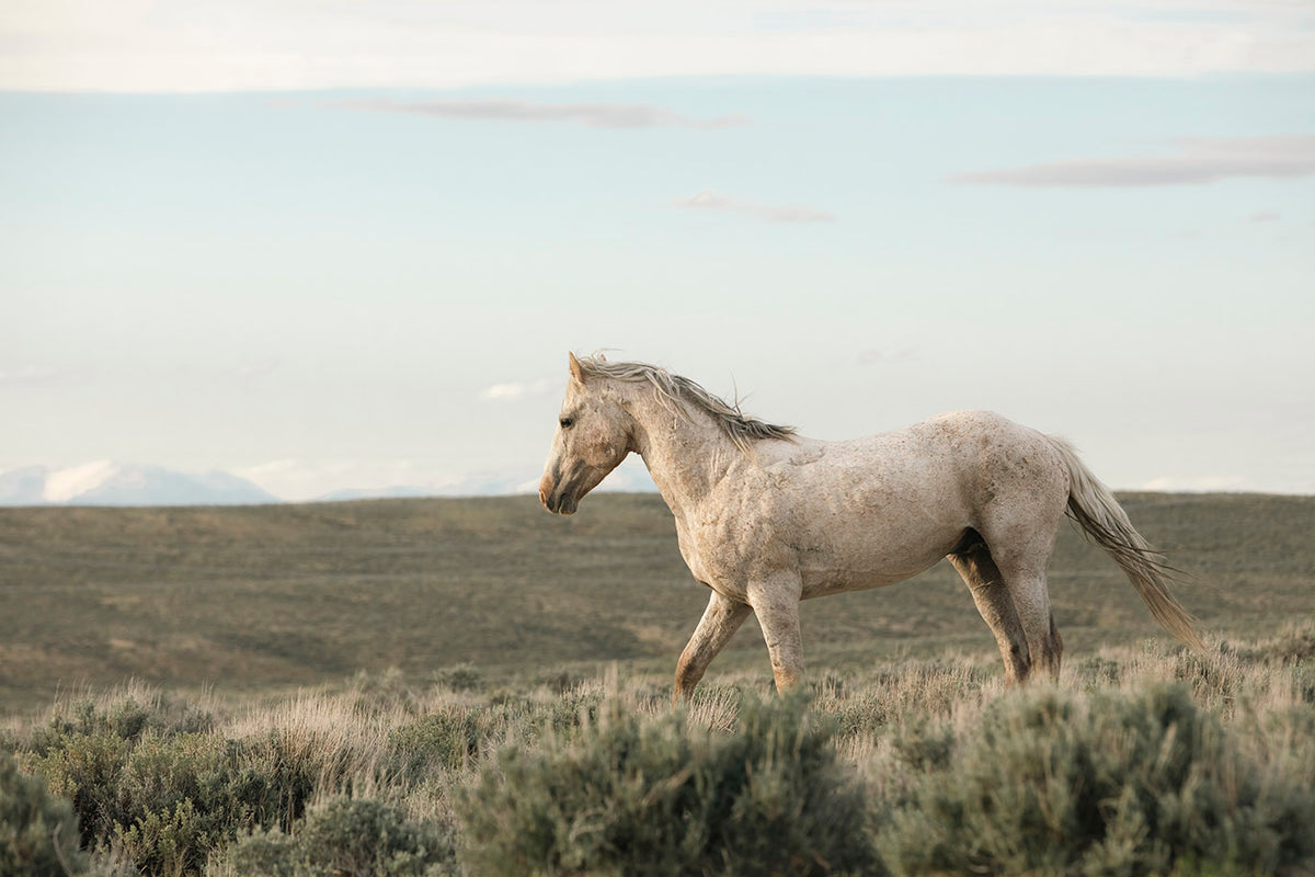 Endure- Wild Horse Color Photograph