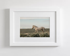 Endure- Wild Horse Color Photograph
