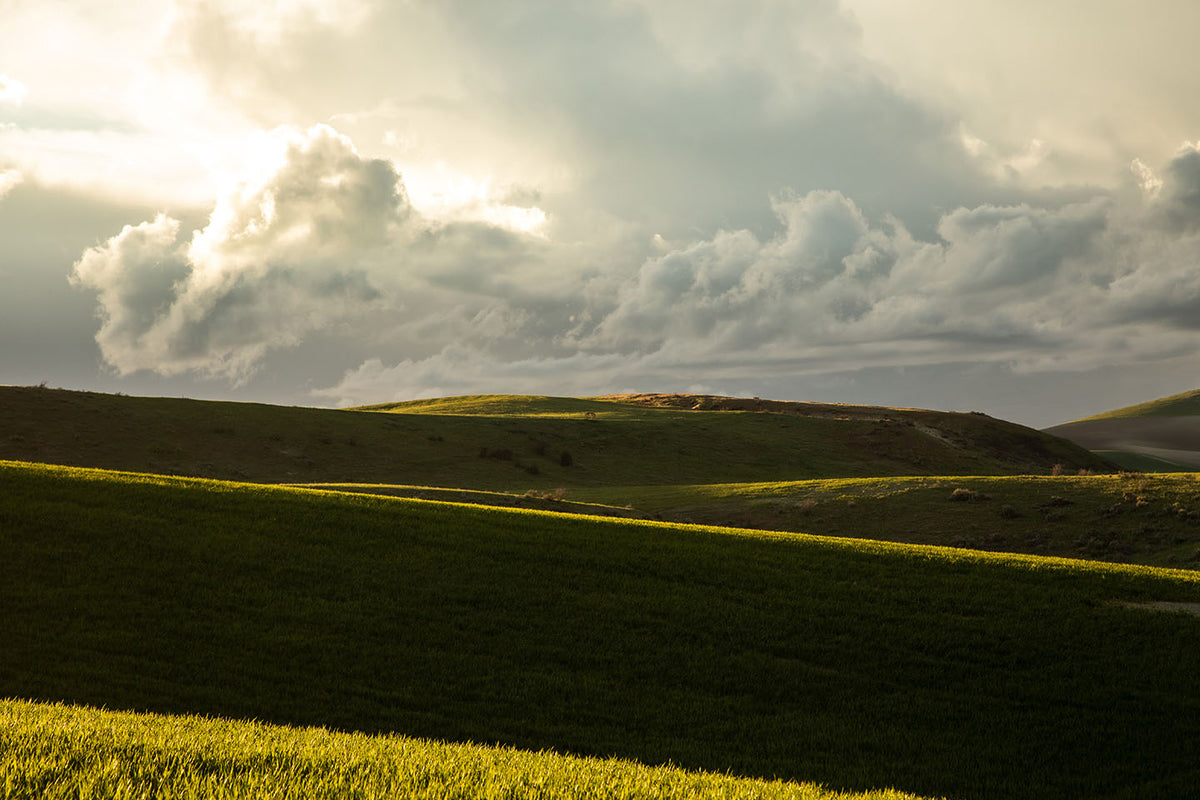 Emerald Fields