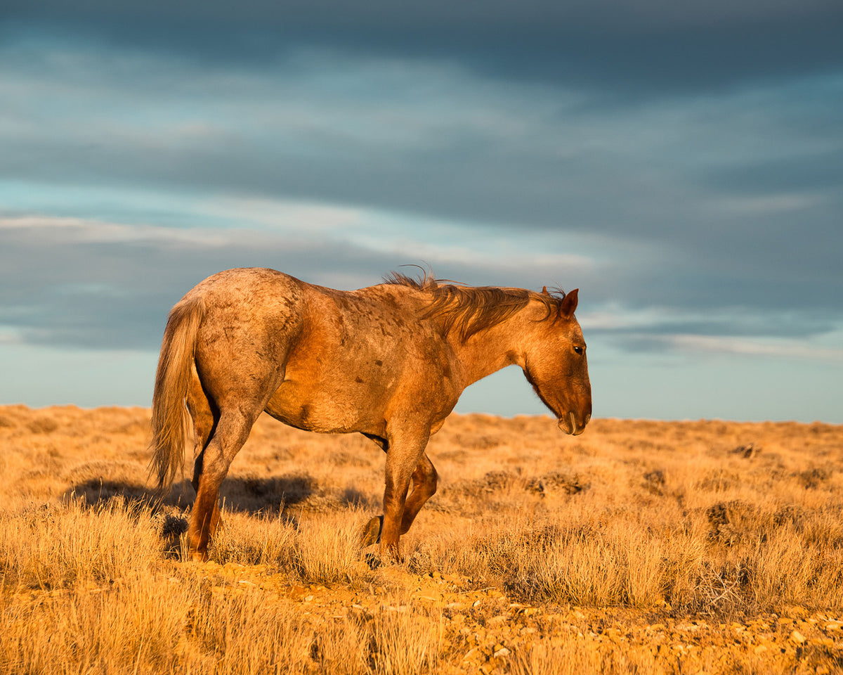 Wyoming Sunrise