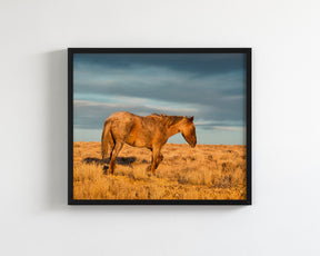 Wyoming Sunrise