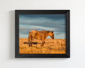 Wyoming Sunrise