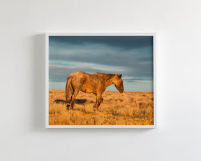 Wyoming Sunrise
