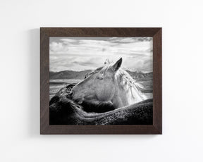 Sunrise Snuggles, Rugged Mountain Horses