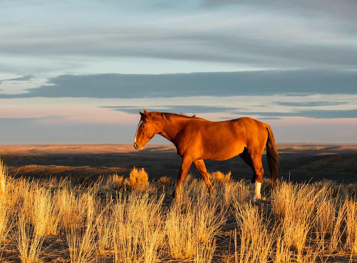 Red Sunrise- Wild Horse