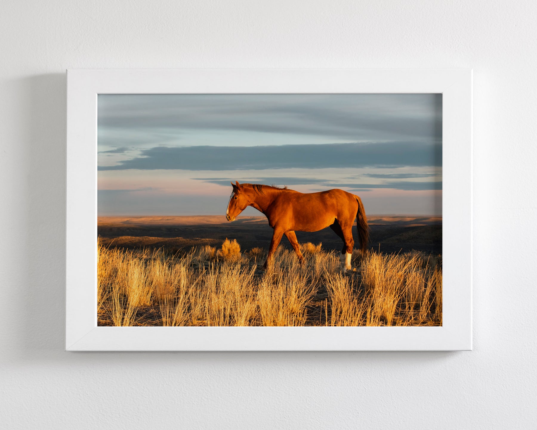 Red Sunrise- Wild Horse