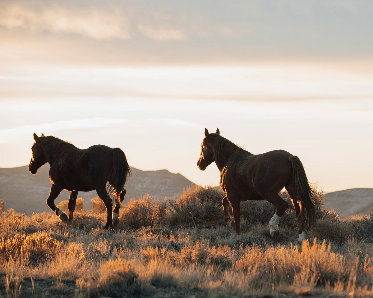 Sunset Mustangs