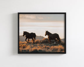 Sunset Mustangs