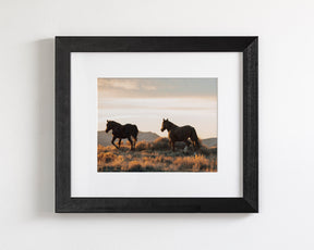 Sunset Mustangs