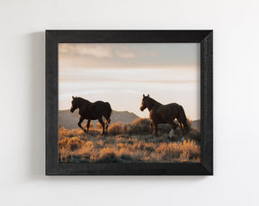 Sunset Mustangs