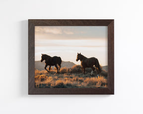 Sunset Mustangs