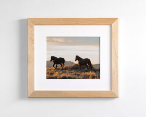 Sunset Mustangs