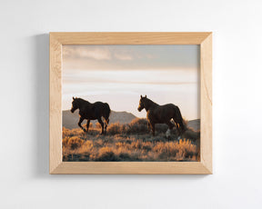 Sunset Mustangs