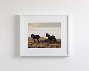 Sunset Mustangs