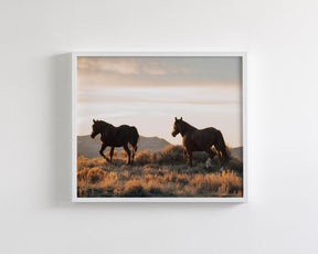 Sunset Mustangs