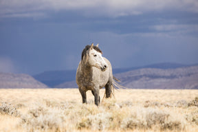 Sunshower, Wild Horse Photograph