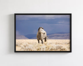 Sunshower, Wild Horse Photograph