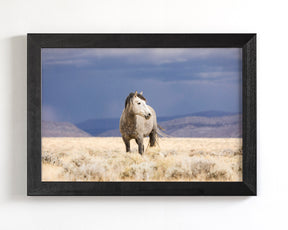 Sunshower, Wild Horse Photograph