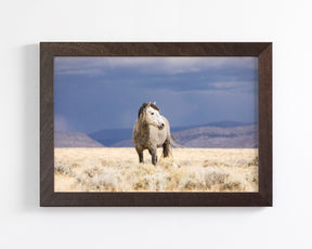 Sunshower, Wild Horse Photograph