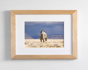 Sunshower, Wild Horse Photograph