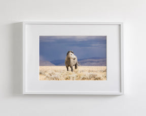 Sunshower, Wild Horse Photograph