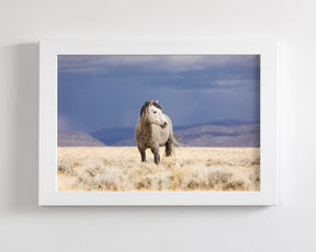 Sunshower, Wild Horse Photograph