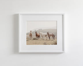 Hillside Horses