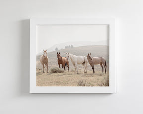 Hillside Horses