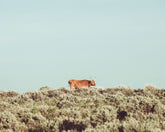 Turquoise Sky Cow
