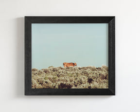Turquoise Sky Cow